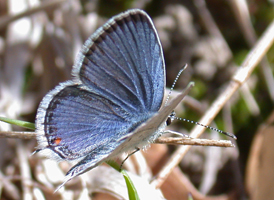 Eastern Tailed Blue Eastern Tailed Blue